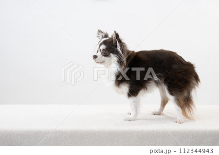 白バックと横向きのチワワ 112344943