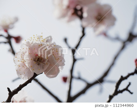 春の訪れを告げる紅梅の花 春の訪れを告げる紅梅の花 112344960