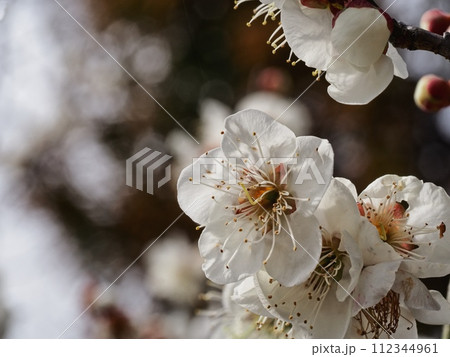 春の訪れを告げる梅の花 112344961