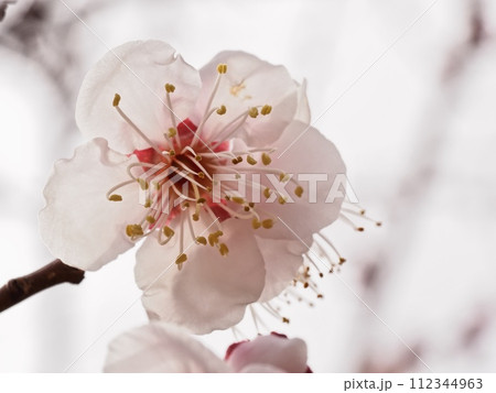 春の訪れを告げる紅梅の花 112344963