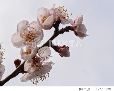 春の訪れを告げる紅梅の花 112344966