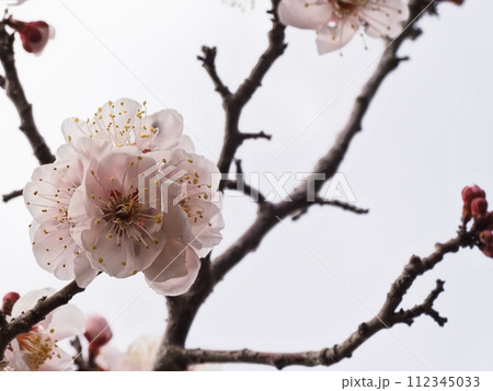 春の訪れを告げる紅梅の花 112345033