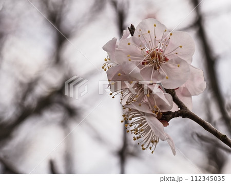 春の訪れを告げる紅梅の花 112345035