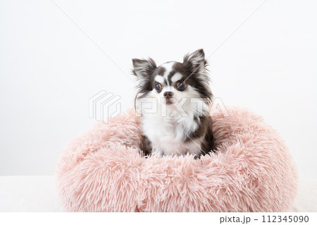 白バックとピンクのベッドに入ったチワワ 112345090