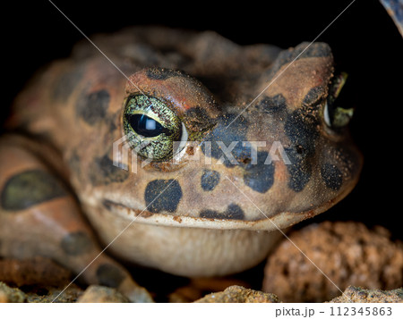 エジプトミドリヒキガエルのマクロ 112345863