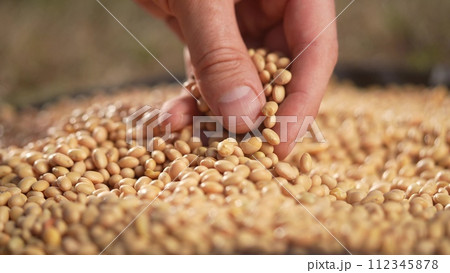 soybean agriculture. farmer touching soybean grains close-up. agriculture business soy a farm concept. farmer hands are sorting out soybean grains lifestyle holding in his hands soybean agriculture. farmer touching soybean grains close-up. agriculture business soy a farm concept. farmer hands are sorting out soybean grains lifestyle holding in his hands 112345878