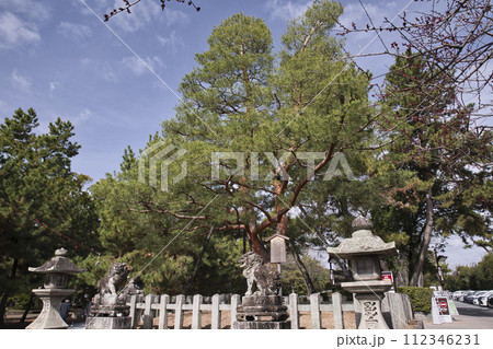 天神さん(北野天満宮)影向松1 天神さん(北野天満宮)影向松1 112346231