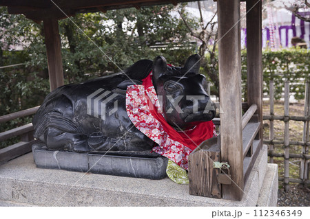 天神さん(北野天満宮)参道 撫で牛16 天神さん(北野天満宮)参道 撫で牛16 112346349