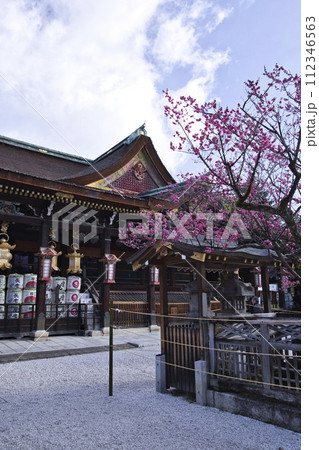 天神さん(北野天満宮)御本殿と飛梅 縦構図10 天神さん(北野天満宮)御本殿と飛梅 縦構図10 112346563