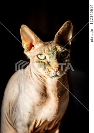 Poised Don Sphynx Cat with a Piercing Gaze 112346614