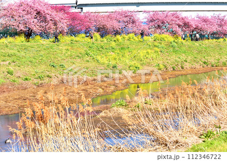 茅ヶ崎小出川土手に咲く河津桜と菜の花 112346722
