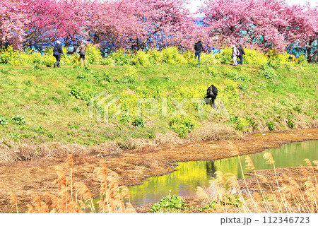 茅ヶ崎小出川土手に咲く河津桜と菜の花 112346723