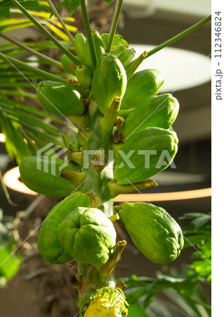 Tropical green papaya fruits hanging on tree Tropical green papaya fruits hanging on tree 112346824