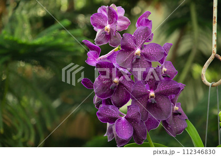 Orchid. Red orchid. Orchid is queen of flowers. 112346830