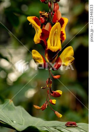 Thunbergia mysorensis flower 112346833