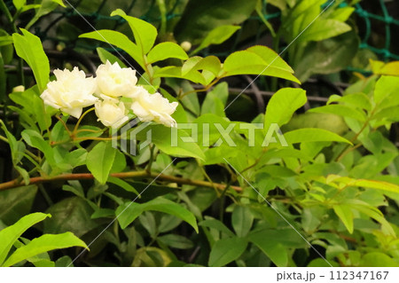 白い木香薔薇の花 112347167