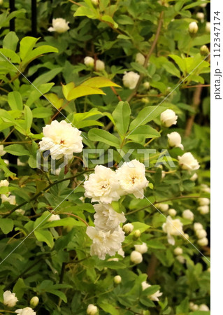 白い木香薔薇の花 白い木香薔薇の花 112347174