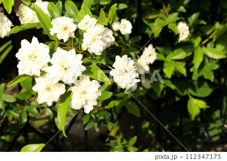白い木香薔薇の花 白い木香薔薇の花 112347175