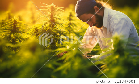 Man researcher checking marijuana cannabis leaves 112347601