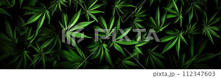 A lot of cannabis leaves on black background. Marijuana banner. Cannabis legalization concept 112347603