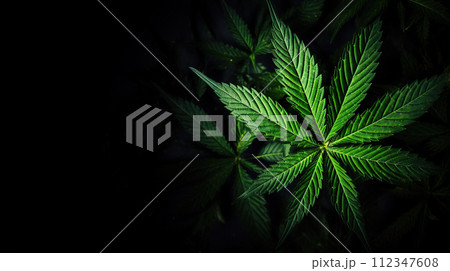 Green cannabis leaf close up on black background. Studio shot. Medical marijuana cultivation. Green cannabis leaf close up on black background. Studio shot. Medical marijuana cultivation. 112347608