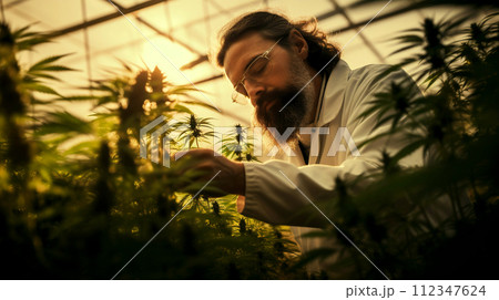 Man marijuana researcher checking marijuana cannabis plantation in cannabis farm, Business agricultural cannabis. Man marijuana researcher checking marijuana cannabis plantation in cannabis farm, Business agricultural cannabis. 112347624