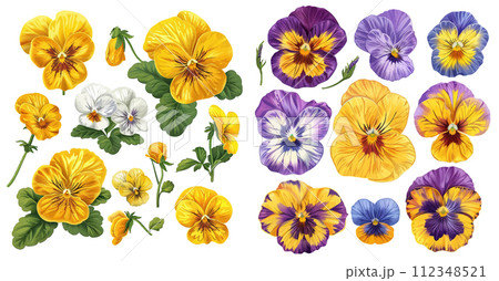 Set of vector realistic hand-drawn detailed flowers of Pansies Set of vector realistic hand-drawn detailed flowers of Pansies 112348521