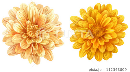 Chrysanthemum, golden daisy isolated 112348809