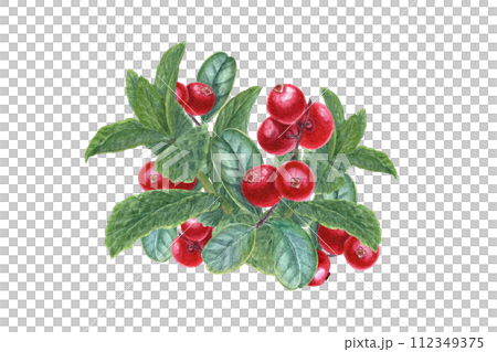 Lingonberries and mint sprigs. Cowberry, whortleberry. Peppermint, forest ripe berries. Fragrant greens and juicy red cranberry. Watercolor illustration for card design, print, package 112349375