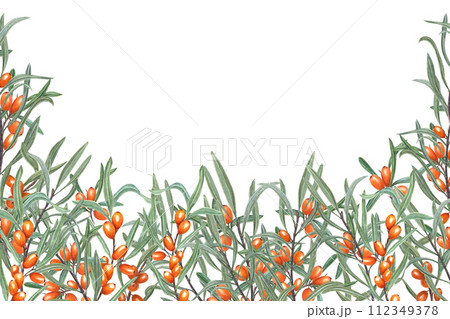Bright sea buckthorn. Ripe orange berries with green leaves. Lush branches. Rhamnoides, sallowthorn, sandthorn. Watercolor illustration. Horizontal frame with copy space for text 112349378