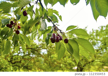 Sour cherry fruits hanging on branch. Sour cherries with leaf. Sour cherry tree Sour cherry fruits hanging on branch. Sour cherries with leaf. Sour cherry tree 112350453