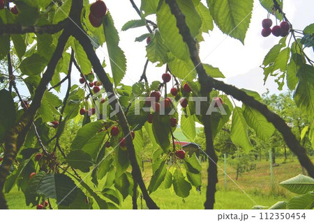 Sour cherries with leaf. Sour cherry tree. Sour cherry fruits hanging on branch Sour cherries with leaf. Sour cherry tree. Sour cherry fruits hanging on branch 112350454