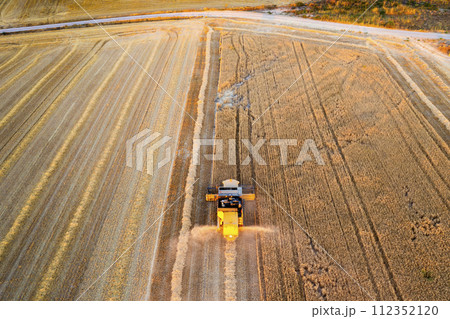 Aerial view of combine harvesting wheat harvest. 112352120