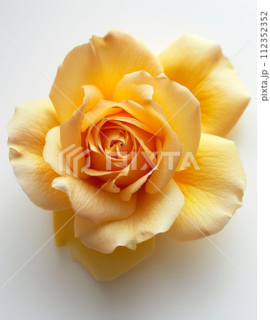 Beautiful yellow rose on white background, closeup. 112352352