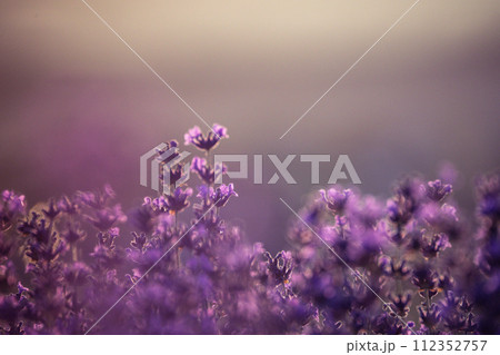 Lavender flower background. Violet lavender field sanset close up. Lavender flowers in pastel colors at blur background. Nature background with lavender in the field. Lavender flower background. Violet lavender field sanset close up. Lavender flowers in pastel colors at blur background. Nature background with lavender in the field. 112352757