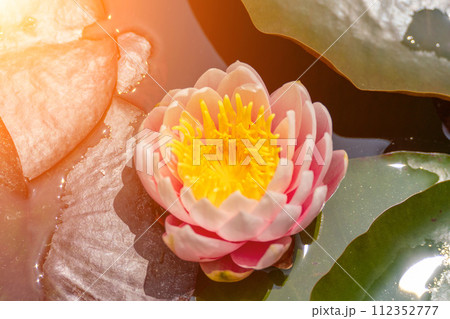 Pink lotus water lily flower in pond, waterlily with green leaves blooming Pink lotus water lily flower in pond, waterlily with green leaves blooming 112352777