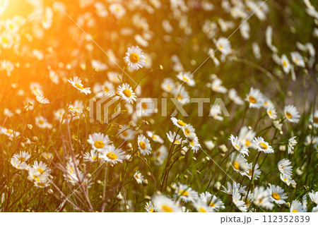 Daisy Chamomile background. Beautiful nature scene with blooming chamomilles in sun flare. Sunny day. Summer flowers. 112352839