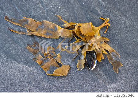 Seaweed on the beach of Atlantic ocean, iceland Seaweed on the beach of Atlantic ocean, iceland 112353040