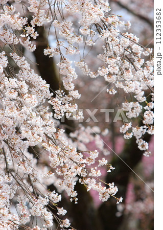 満開の枝垂れ桜 満開の枝垂れ桜 112353682