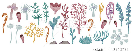 Watercolor green seaweed. Transparent fresh sea plant isolated on white. Realistic botanical illustrations collection. Watercolor green seaweed. Transparent fresh sea plant isolated on white. Realistic botanical illustrations collection. 112353776