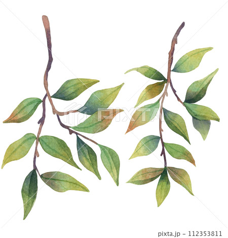 Watercolor green pomegranate leaves on branch tree Watercolor green pomegranate leaves on branch tree 112353811