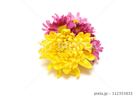白バックの菊の花束 白バックの菊の花束 112353833