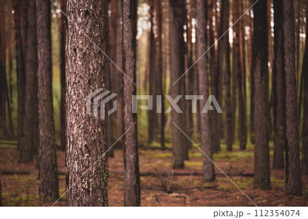 Dark pine forest Dark pine forest 112354074