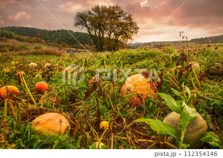Pumpkins growing at the field, autumn landscape 112354146