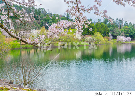余呉湖畔の桜 112354177