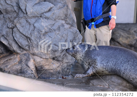 しながわ水族館 ゴマフアザラシ アザラシショー しながわ水族館 ゴマフアザラシ アザラシショー 112354272