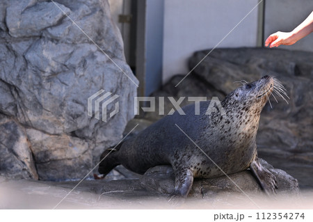 しながわ水族館　ゴマフアザラシ　アザラシショー 112354274