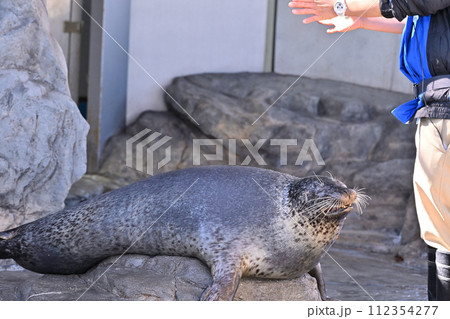 しながわ水族館 ゴマフアザラシ アザラシショー しながわ水族館 ゴマフアザラシ アザラシショー 112354277