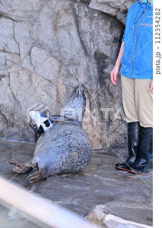 しながわ水族館 ゴマフアザラシ アザラシショー しながわ水族館 ゴマフアザラシ アザラシショー 112354282