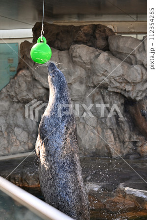 しながわ水族館　ゴマフアザラシ　アザラシショー 112354285